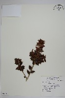 藏品(苗栗冬青)的圖片