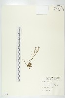 藏品(玉山筷子芥)的圖片