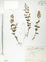 藏品(高山當藥)的圖片