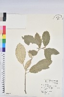 藏品(裡白巴豆)的圖片