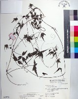 藏品(臺灣鐵線蓮)的圖片