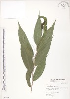 藏品(石朴)的圖片