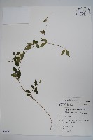 藏品(武靴藤)的圖片