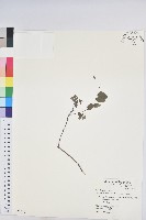 藏品(多花油柑、白仔)的圖片