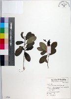 藏品(柘樹)的圖片