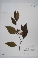 藏品(多子漿果莧)的圖片