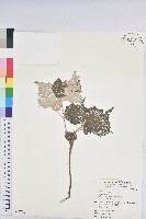 藏品(台灣白匏子)的圖片