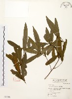 藏品(黃肉樹, 小梗木薑子)的圖片