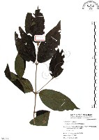 藏品(杜虹花，台灣紫珠)的圖片