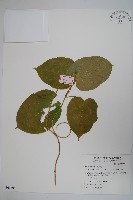 藏品(華他卡藤)的圖片