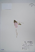 藏品(鷗蔓)的圖片