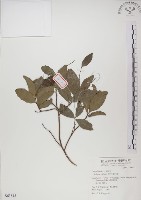 藏品(魯花樹)的圖片