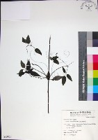 藏品(柱果鐵線蓮)的圖片