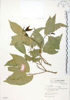 藏品(樟葉槭, 飛蛾子樹)的圖片