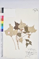 藏品(台灣白匏子)的圖片