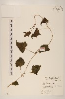 藏品(蔓澤蘭)的圖片