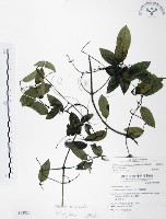 藏品(柱果鐵線蓮)的圖片