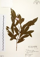 藏品(黃肉樹, 小梗木薑子)的圖片