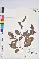 藏品(紫黃)的圖片