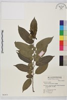 藏品(桶鉤藤)的圖片