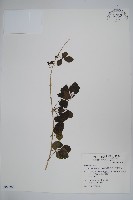 藏品(三葉五加)的圖片