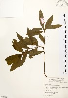 藏品(黃肉樹, 小梗木薑子)的圖片