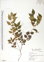 藏品(櫸、雞油)的圖片