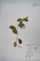 藏品(武靴藤)的圖片