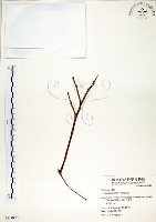 藏品(白榕、垂榕)的圖片