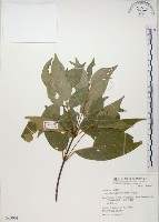 藏品(樟葉槭, 飛蛾子樹)的圖片