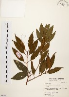 藏品(山肉桂、台灣肉桂)的圖片