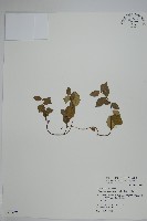 藏品(細梗絡石)的圖片