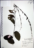 藏品(大葉山螞蝗)的圖片