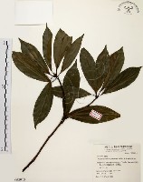藏品(五掌楠)的圖片