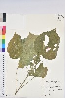 藏品(臺灣山麻桿)的圖片