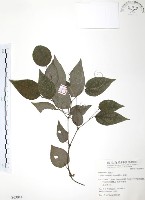 藏品(風藤)的圖片