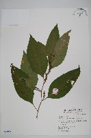 藏品(多子漿果莧)的圖片