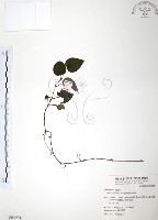 藏品(風藤)的圖片