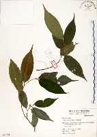 藏品(菲律賓榕)的圖片