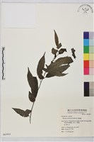 藏品(桶鉤藤)的圖片