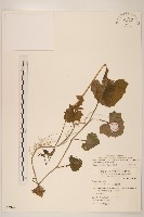 藏品(紫背草)的圖片