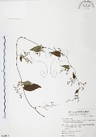 藏品(臺灣何首烏)的圖片