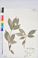 藏品(青剛櫟、鐵椆)的圖片