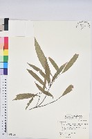 藏品(細葉三斗石櫟)的圖片