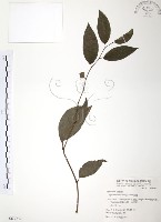 藏品(風藤)的圖片
