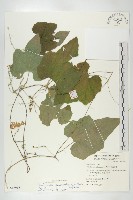 藏品(王瓜)的圖片