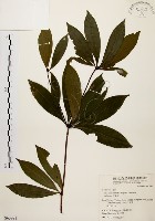 藏品(五掌楠)的圖片