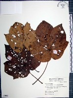 藏品(梧桐)的圖片