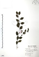 藏品(燈稱花、烏雞骨)的圖片