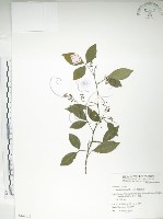 藏品(飛龍掌血)的圖片